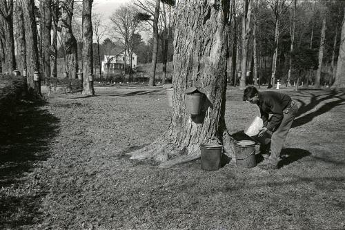 Maple Sugaring