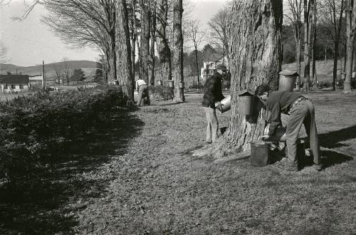 Maple Sugaring