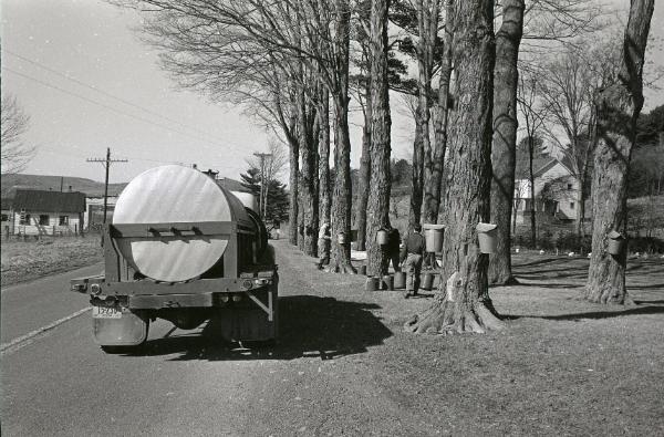 Maple Sugaring
