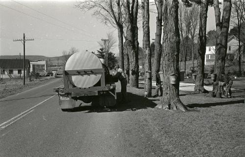 Maple Sugaring