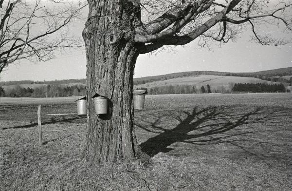 Maple Sugaring