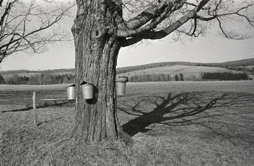 Maple Sugaring