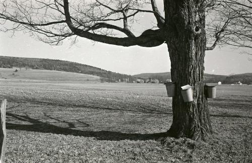 Maple Sugaring