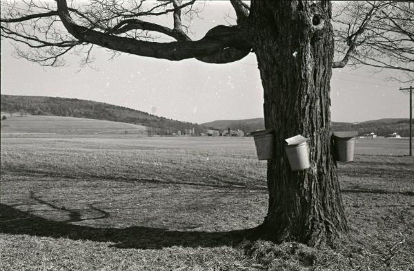 Maple Sugaring