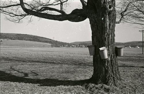 Maple Sugaring