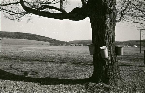Maple Sugaring