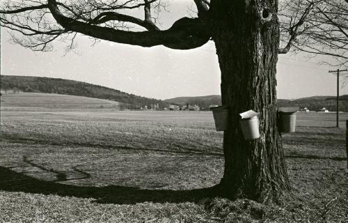 Maple Sugaring