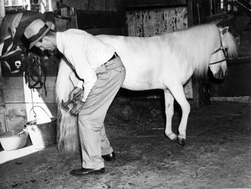 Pony Farm