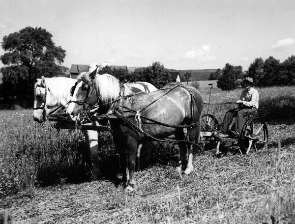 Alwyn Davies-Steuben mowing hay