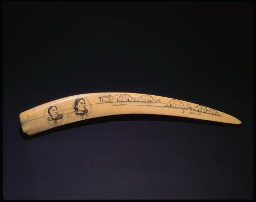 Engraved Walrus Tusk