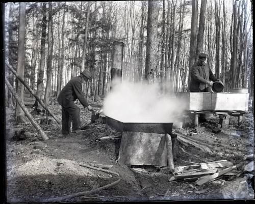 Stook's Sugar Bush