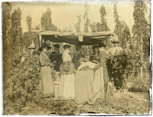 Hop Harvesting