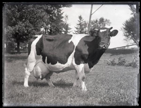 Cow