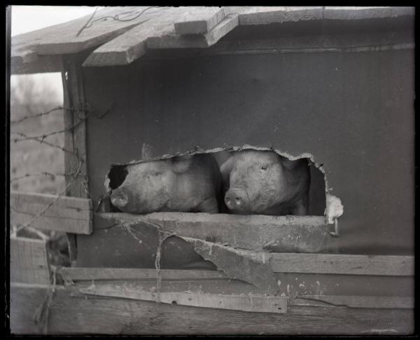 Pigs Peek-a-Boo