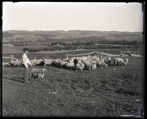 Mountain Pasture