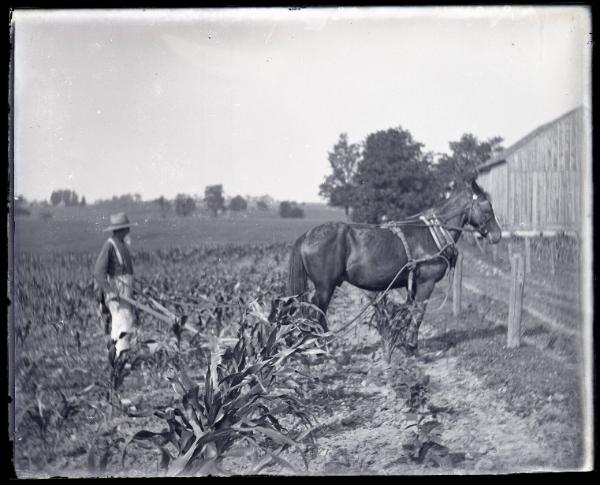 Horse Drawn Plow