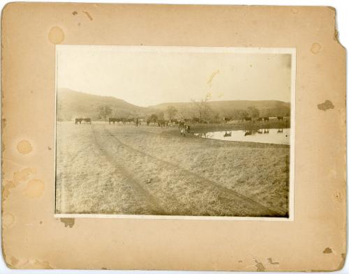 Cows in the Pasture