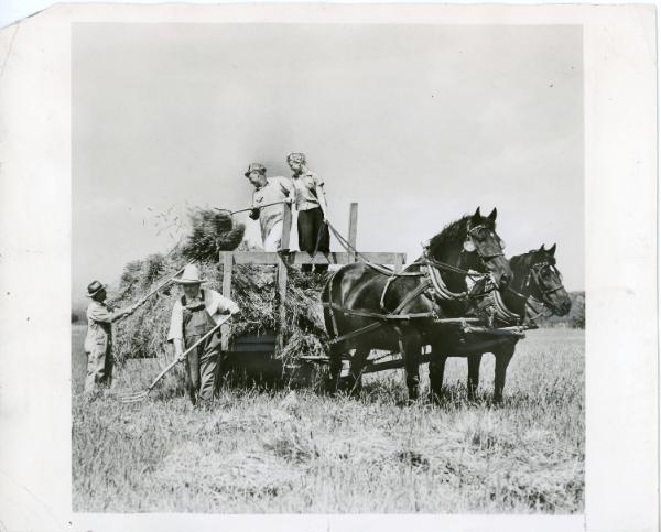 Haying by Hand