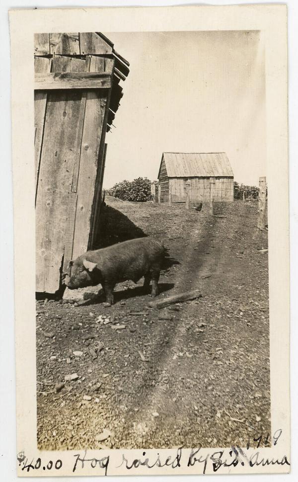 Hog Raised By George Hanna