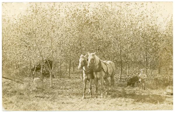 Child Guiding a Two Horse Team