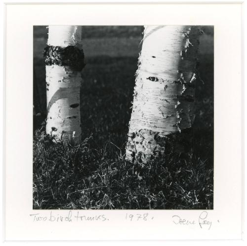 Two Birch Trunks, 1978