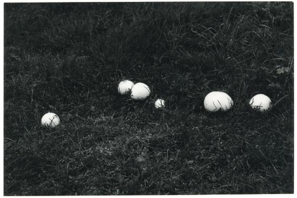Mushrooms