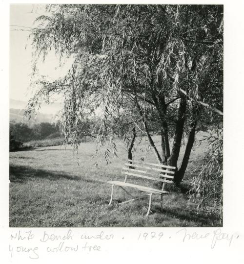 White Bench Under Young Willow Tree