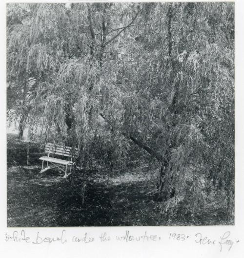 White Bench Under Young Willow Tree