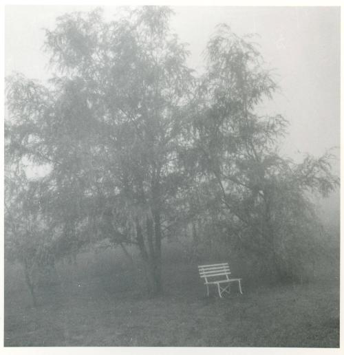 Bench in Fog