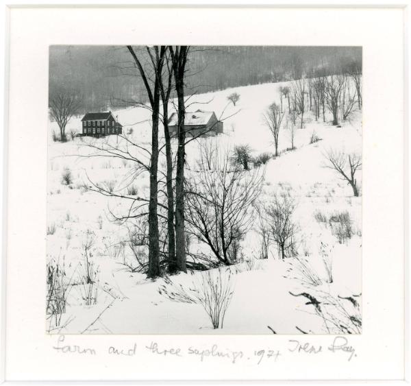 Farm and Three Saplings