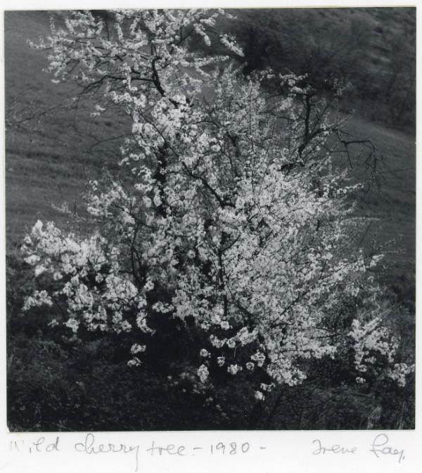 Wild Cherry Tree