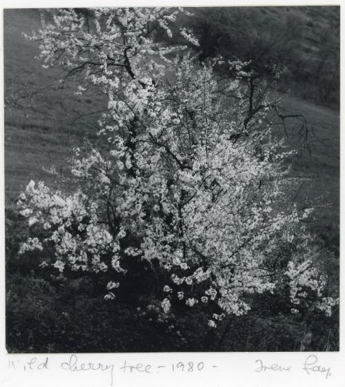 Wild Cherry Tree