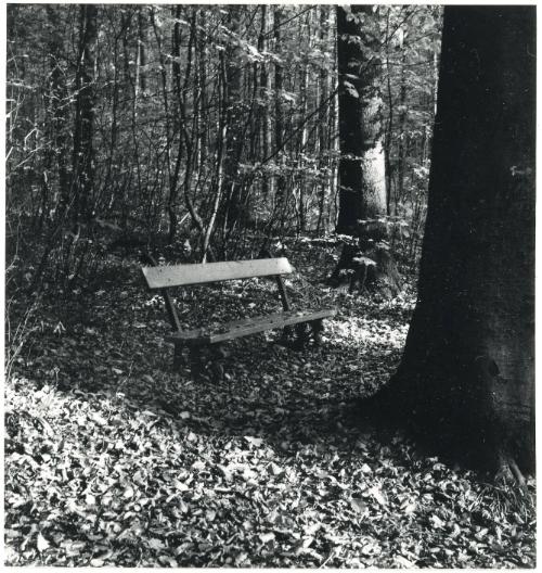 Bench in the Woodland