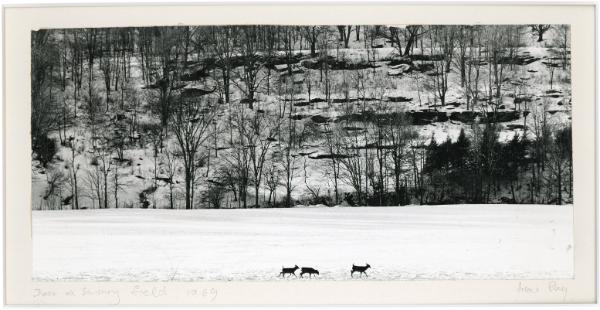 Deer in Snowy Field