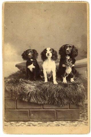 Three Dogs