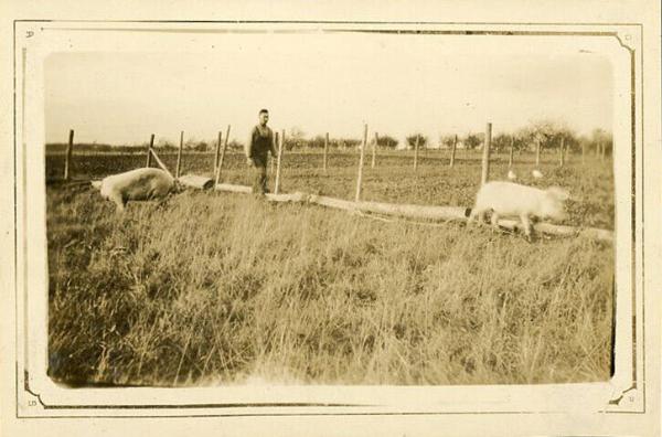 Man & Pigs in Pen