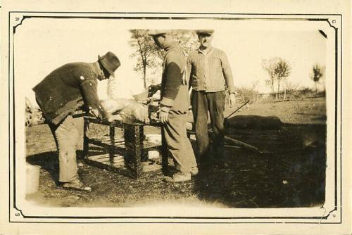 Men Prepping Pig