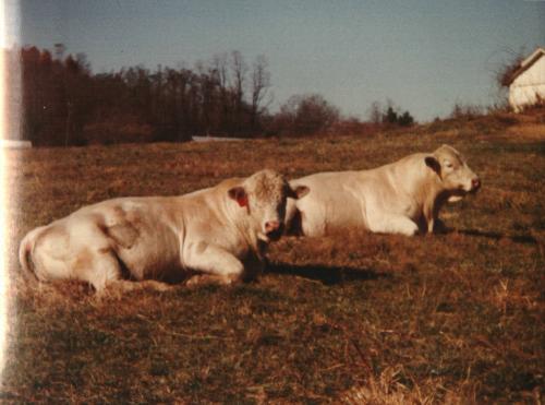 White Cows