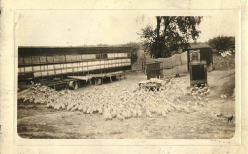 Poultry Farm