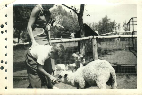 Feeding a Lamb