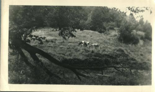 Cows in Field