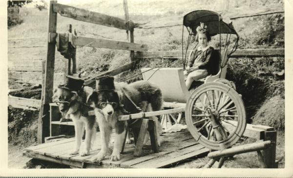 Girl in Cart Pulled by Dogs