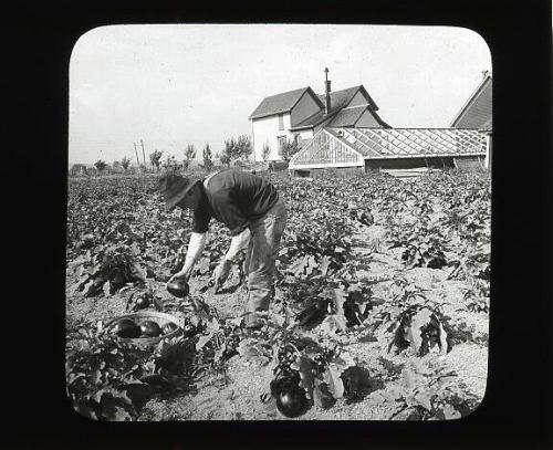 Gathering Egg Plants