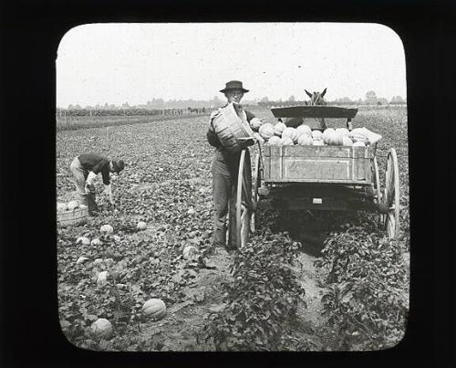 Picking and Loading Cantalopes