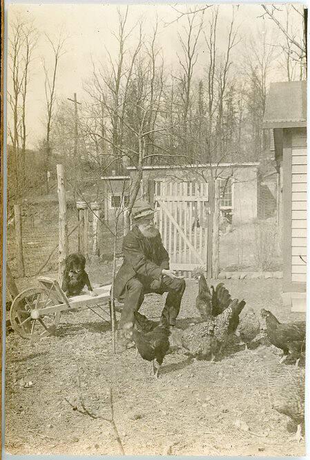 Man & Chickens