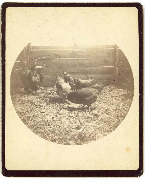 The Doctor's Chickens