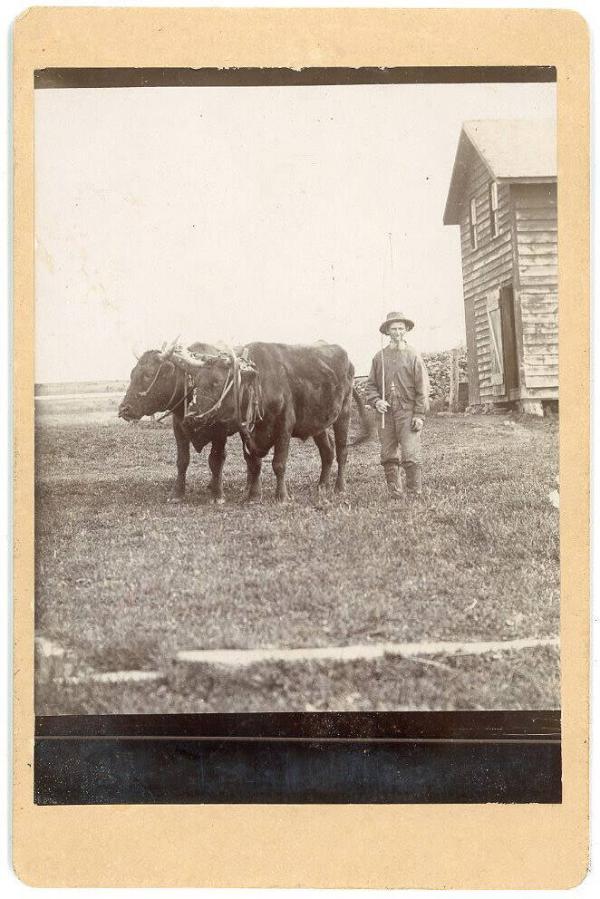 Man & Oxen