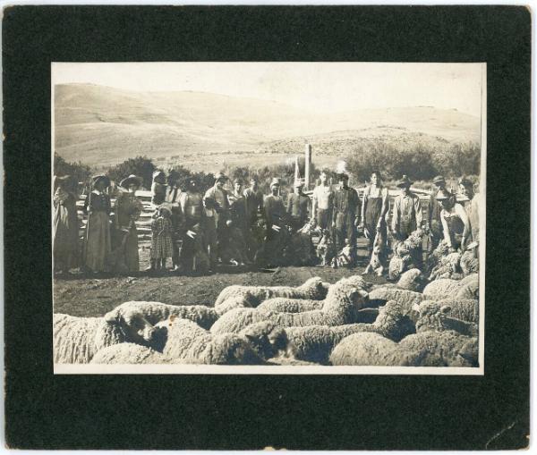 Sheep Shearing Group