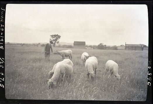 Boy & Sheep