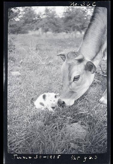 Cow & Cat